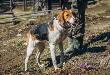hunting dog on a leash with the owner