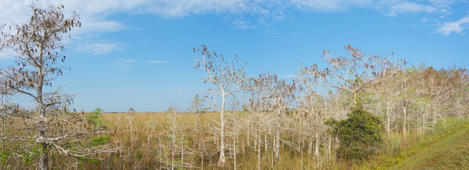 Landscape of wilderness in the Everglades National Park - Florida - USA
