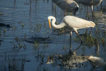 Great Egret Catching Fish