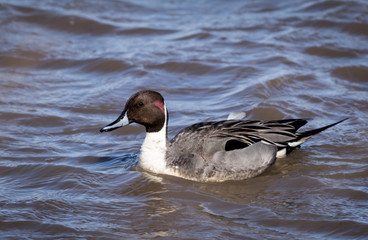 Northern Pintail Duck (Anas Acuta) Male portrait