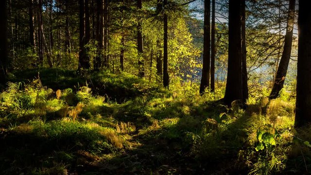 4K. Beautiful sunset in the forest. Time lapse. Bright rays of setting sun streaming through the trees, illuminating the vibrant green grass and leaves. Shadows of the woods are moving on the ground