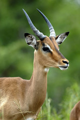 St Lucia Hluhluwe Mfololzi South Africa