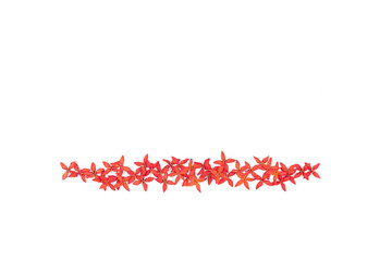 Line of red ixora flowers isolated on white background with copy space from top view