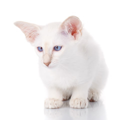 blue eye Siamese kitten, isolated on white