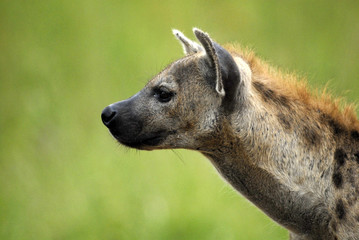 St Lucia Hluhluwe Mfololzi South Africa