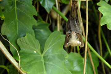 St Lucia Hluhluwe Mfololzi South Africa