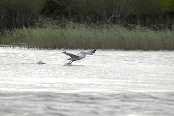 St Lucia Hluhluwe Mfololzi South Africa