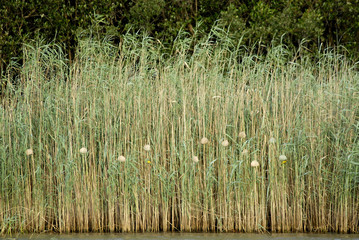 St Lucia Hluhluwe Mfololzi South Africa