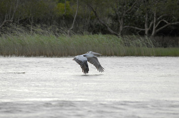 St Lucia Hluhluwe Mfololzi South Africa