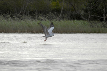 St Lucia Hluhluwe Mfololzi South Africa