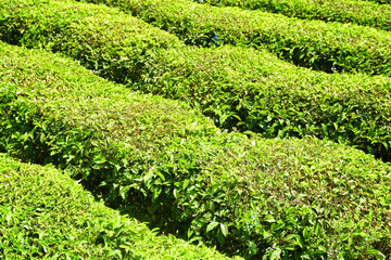 Fototapeta na wymiar Green rows of bushes on tea plantation. Fresh tea leaves