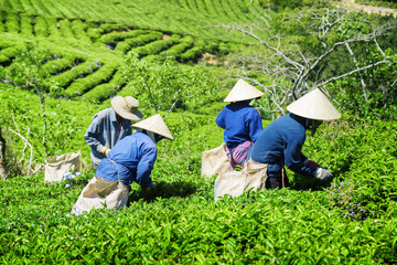 Tea pickers in traditional hats collecting tea leaves