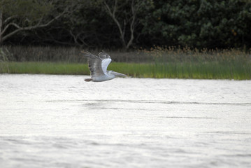 St Lucia Hluhluwe Mfololzi South Africa