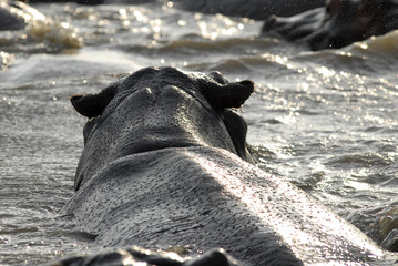 St Lucia Hluhluwe Mfololzi South Africa