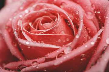 Closeup on Center of Beautiful pink Rose