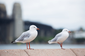 Obraz premium Seagull