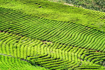 Naklejki  Piękne rzędy jasnozielonych krzewów herbaty. Wiejski krajobraz