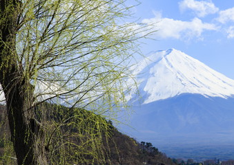 富士山と新緑の柳、河口湖にて