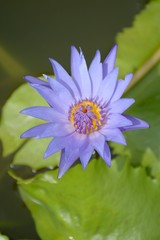 blue lotus flower in nature garden