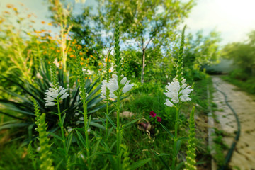 Flowers