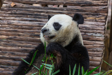 Naklejka premium Panda