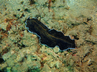 Flatworm