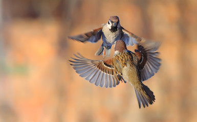 Eurasian Tree Sparrows dancing and fighting in the air
