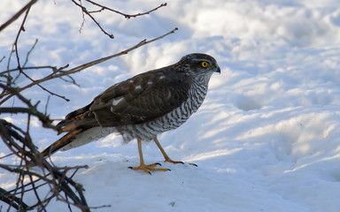 Female Eurasian Sparrowhawk standing on snow under a bush 