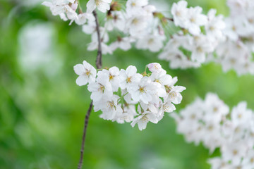 Spring Cherry blossom flowers of nature in Korea.
