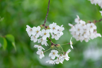 Spring Cherry blossom flowers of nature in Korea.
