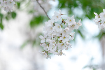 Spring Cherry blossom flowers of nature in Korea.