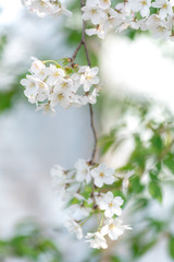 Spring Cherry blossom flowers of nature in Korea.