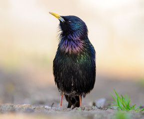 Common Starling singing on the ground in the morning 