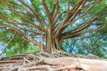 Garden poster Trees the big banyan