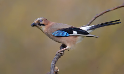 Eurasian Jay perched on a willow branch 
