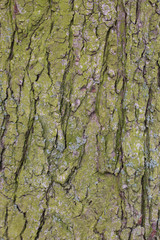 bark of a pine tree trunk texture