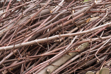 pile of branches