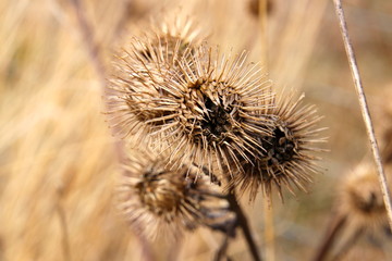 Burdock is waiting for a host in March