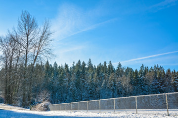 Winter trees in snow with spot field and fence in front