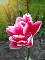 Beautiful spring red pink tulip