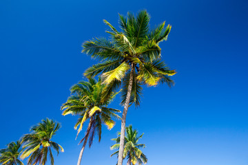 Fototapeta premium palm on sky