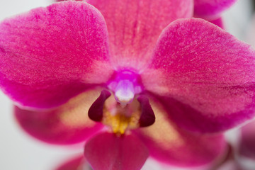 beautiful pink Orchid flower on a light background.