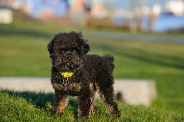 Teacup Poodle dog standing on grass holding ball