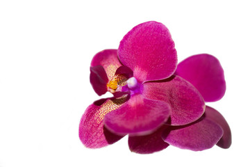 beautiful pink Orchid flower on a light background.