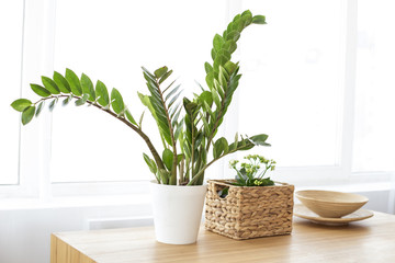 Modern clean interior with plant