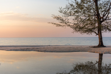 A tree growing on the beach reflecting in a pool at sunset golden hour.