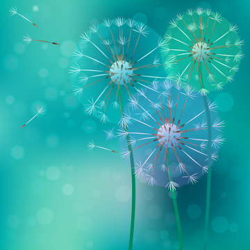 Fototapeta realistic dandelion with flying buds