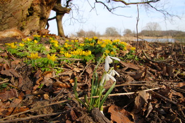 Erantis on meadow down to a lake in March