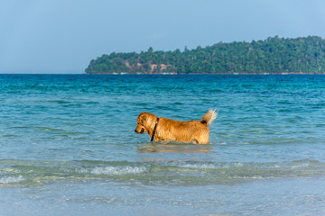 A Golden Retriever dog playing fetch in the sea.