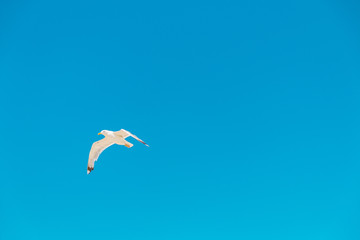 Seagull fly in the blue sky. Bird